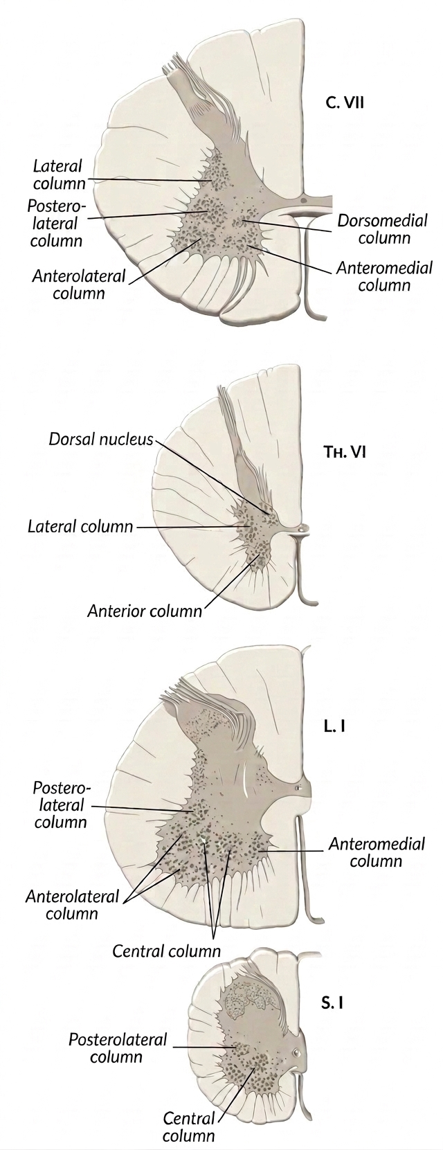 Transverse sections of the spinal cord at different levels