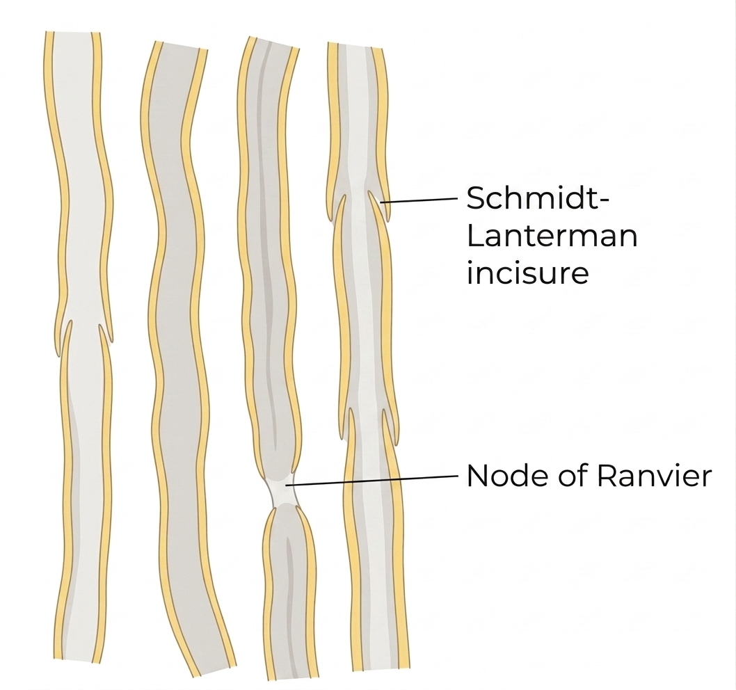 Myelinated nerve fibers with node of Ranvier