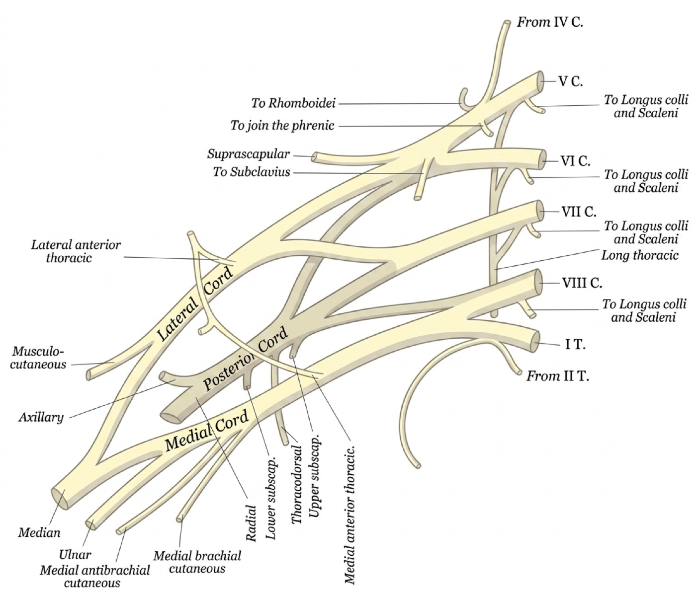 Plan of the brachial plexus
